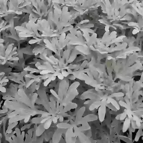 Artemisia stelleriana Silver Brocade Hoary mugwort